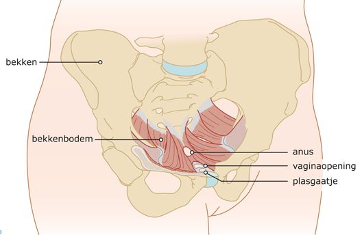 Bekkenbodem fysio oefentherapie