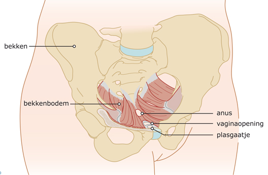Bekkenbodem fysio oefentherapie